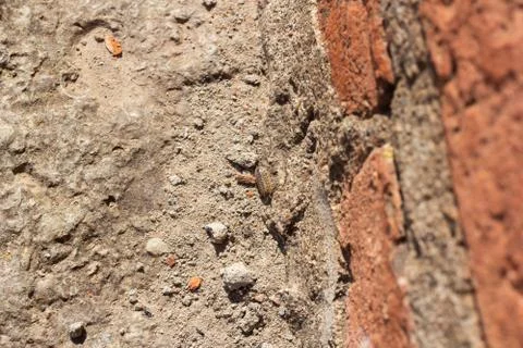 Bug wall background pattern orange 스톡 사진