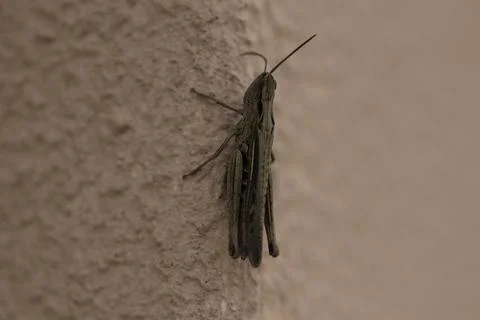 Bug on the wall close-up, big insect Stock Photos
