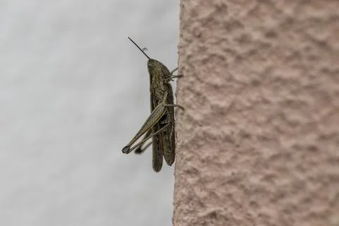 Bug on the wall close-up, big insect Stock Photos
