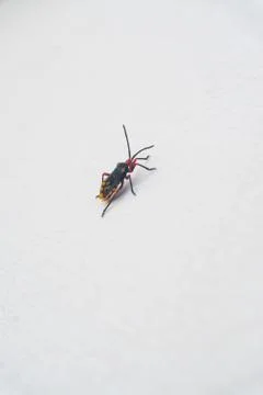 Bug on the wall Stock-Fotos