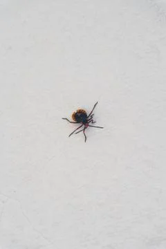 Bug on the wall Stock-Fotos