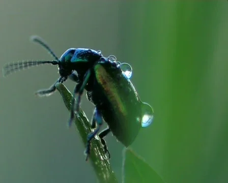  bug washes Видео 667039