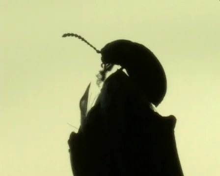 A bug washes Stock Footage