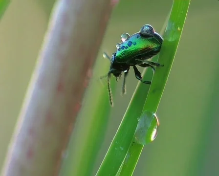 Bug washes Video stock 671774