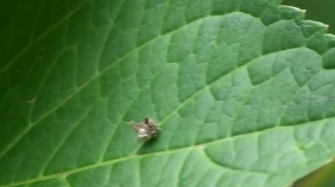 Bug wearing dead bugs on a leaf! Stock Footage 47072366