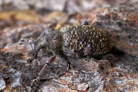 Bug weevil Foto stock