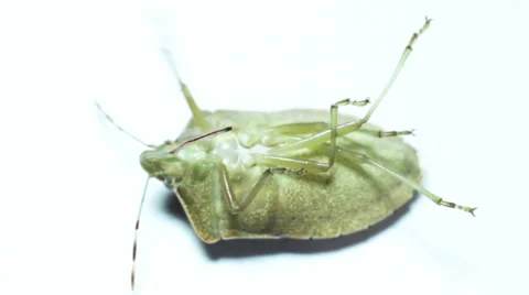 Bug on a white background Video stock 56188335