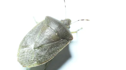 Bug on a white background Vidéo 56188416