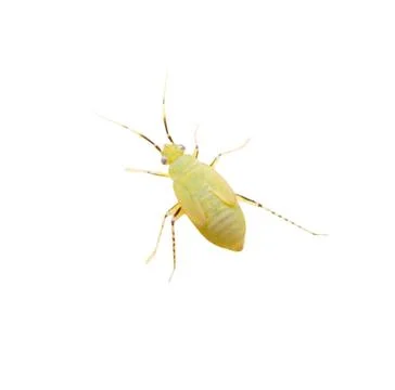 A bug is on a white background Stock Photos
