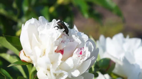 Bug on white flower Stock Footage 24603043