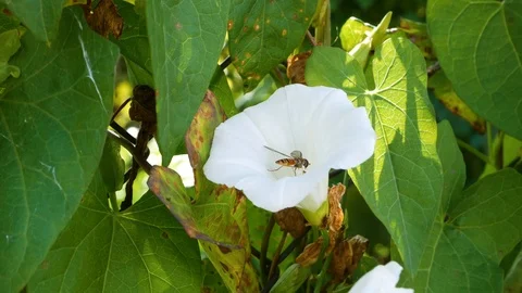 Bug on a white flower Stock-Footage 117368742