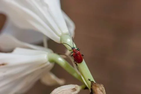 Bug  on a white flower Foto stock