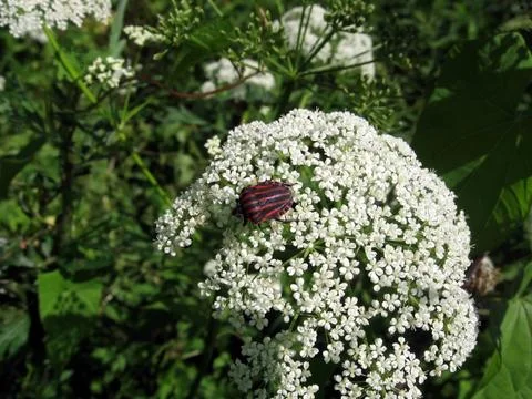 Bug on white flowers Stock Photos
