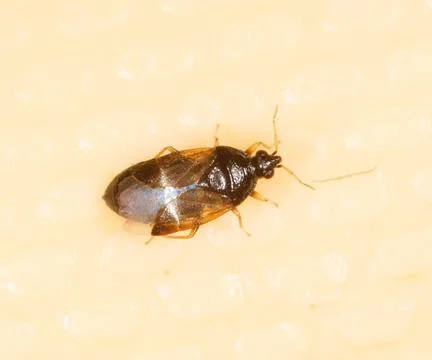 A bug is on a white surface Stock Photos