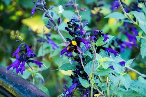 Bug wih pollen in its head in beautiful plant with violet flowers in Puerto M Stock Photos