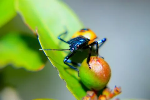 Bug on a wild berry 库存照片