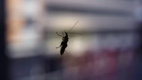 Bug on the window 動画素材 71204325