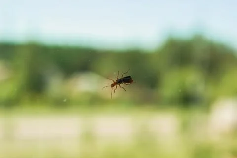 Bug on a window glass surface in sunlight Stock Photos