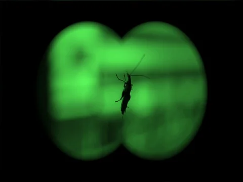 Bug on the window with night vision effect 動画素材 71204246