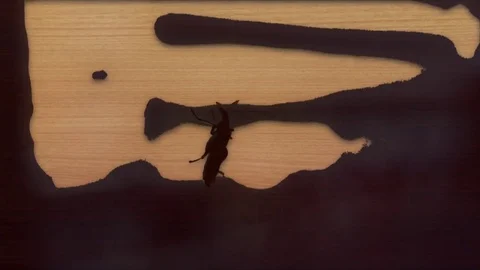 Bug on the window with textured effect Stock Footage 71204501