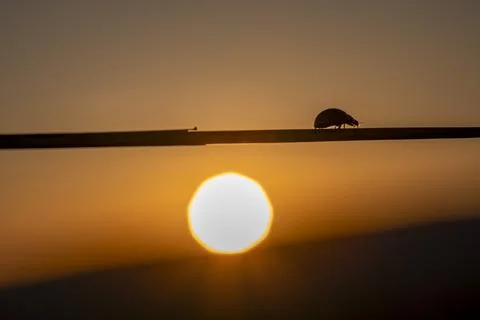 A bug is on a wire that is next to a sun Stock-Fotos