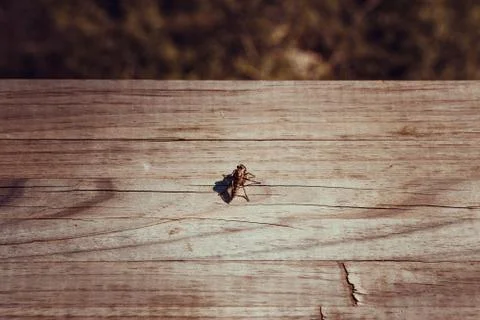 A bug on the wood Stock Photos