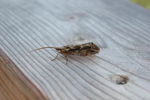 Bug on Wood Stock Photos