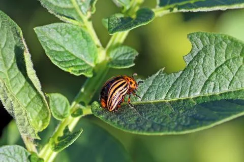 Bug wrecker Stock Photos