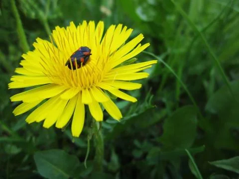 Bug on yellow dandelion 写真素材
