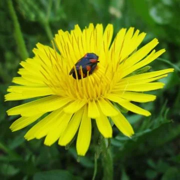 Bug on yellow dandelion Stock Photos