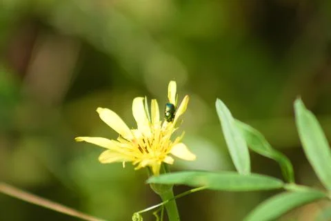 Bug on yellow salsify in bloom closeup view with selective focus foreground Stock-Fotos