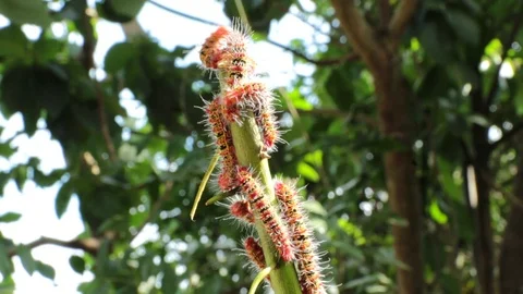 Bug1 Stock Footage 86786885