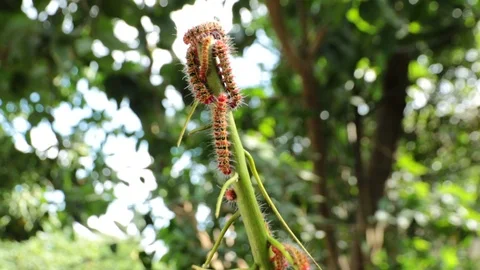 Bug2 Stock Footage 86786846