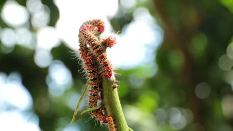 Bug3 Video stock 86786871