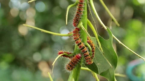 Bug4 Stock Footage 86786911