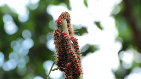 Bug5 Stock Footage 86786944