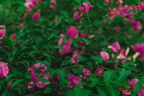 Bugambilias Foto stock