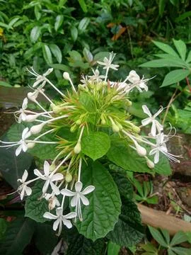 Bugang flowers 库存照片
