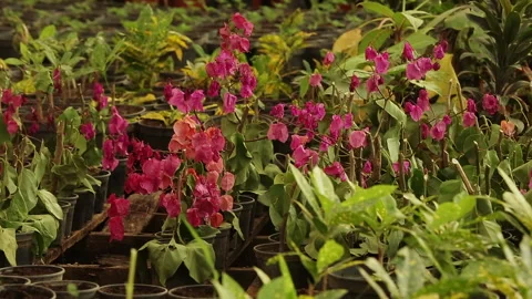 Buganvilia Spectabilis PLANT Stock Footage 306692853