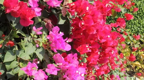 Buganvillas blowing Stock Footage 1067391