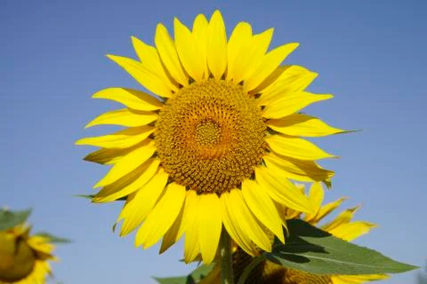 Bugaria Sunflowers Stock Photos