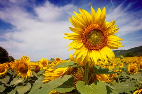 Bugaria Sunflowers Stock Photos