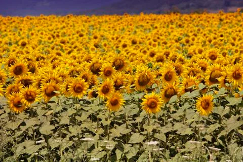 Bugaria Sunflowers Foto stock