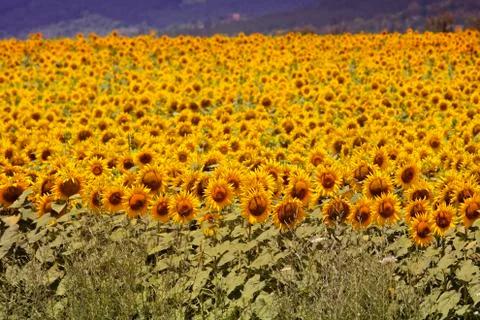 Bugaria Sunflowers Stock Photos
