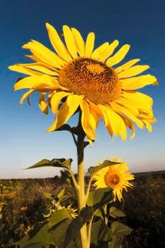 Bugaria Sunflowers Stock Photos