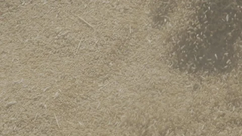 Buğday dökmek Video stock 151872083