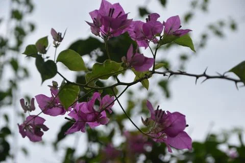 Bugenvil Stock Photos