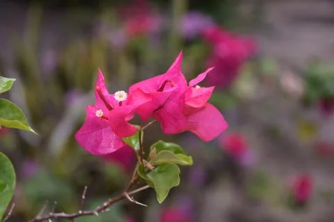 Bugenvil Stock Photos