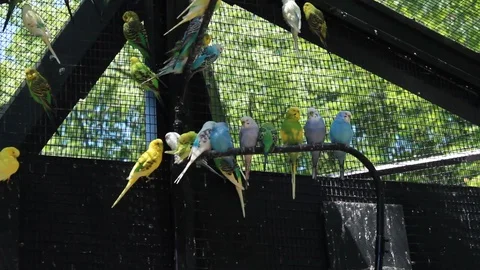 Bugerigar Parakeets Flying In Large Zoo Bird Cage Exhibit Stock Footage 106675810