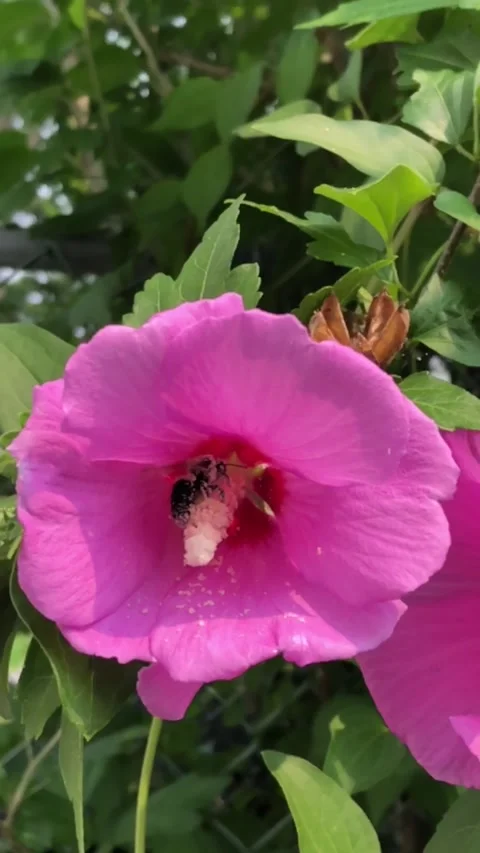 Buggin Out on Pollen 스톡 동영상 194026864